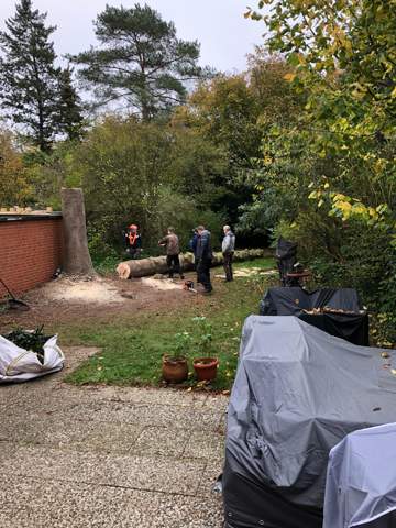 - (Garten, Sicherheit, Baum)