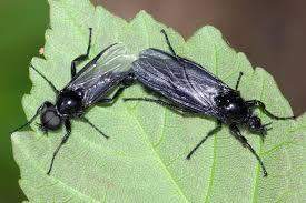 - (Garten, Insekten, Schädlinge)