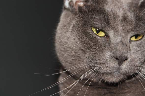 - (Tiere, Bilder, Katze)