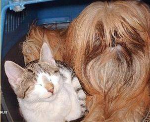 - (Gesundheit, Tierhaltung, Welpen)