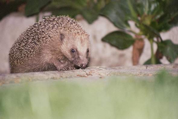 - (Tierschutz, Igel, igel-gefunden)