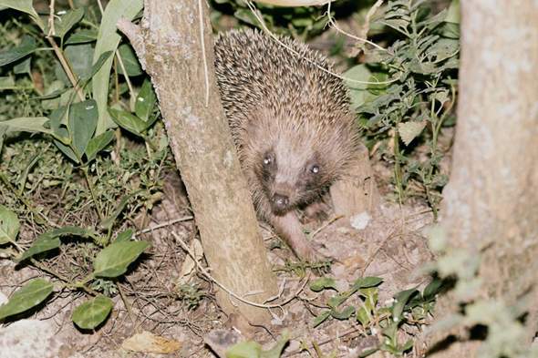 - (Tierschutz, Igel, igel-gefunden)