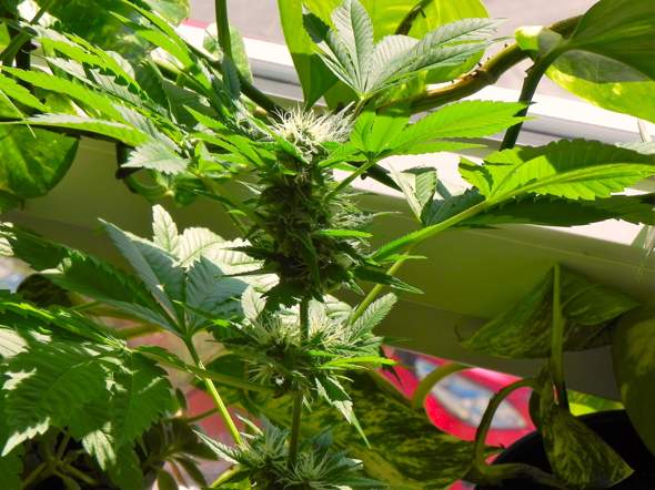 - (Cannabis, Erde, Gras)