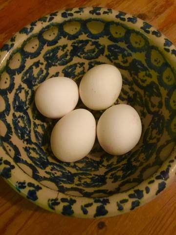 - (kochen, Eier, Eiweiß)