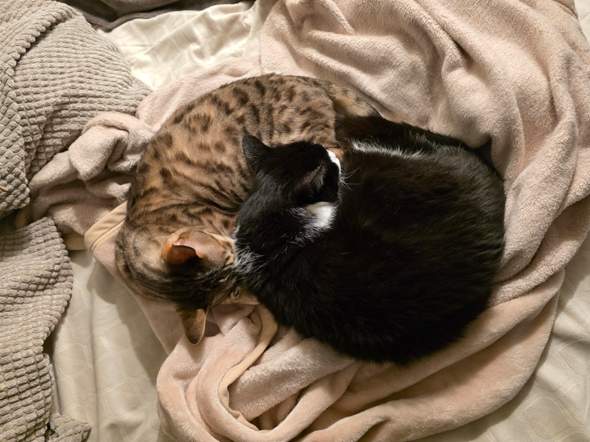 - (Kater, Tierhaltung, Katzenjunges)
