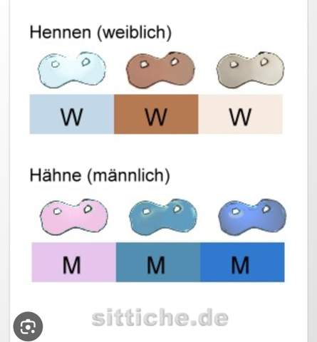 - (Geschlecht, Wellensittich, Wellensittichhaltung)