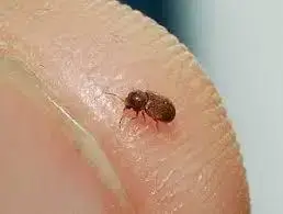 - (Insekten, Schädlinge, Ungeziefer)