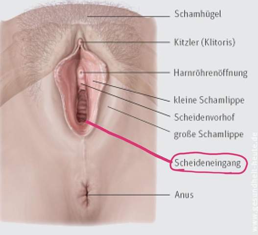 - (Gesundheit, Körper, Periode)