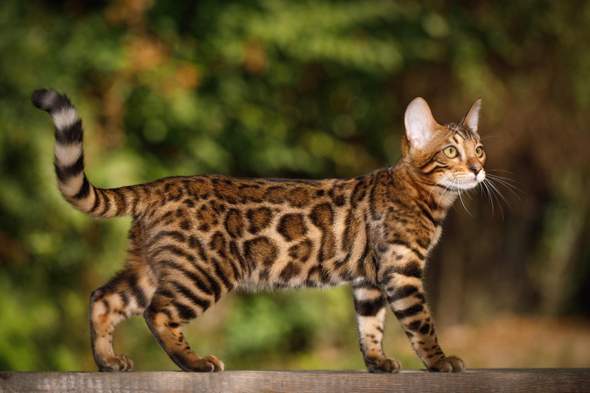 - (Hund, Katze, Tierhaltung)