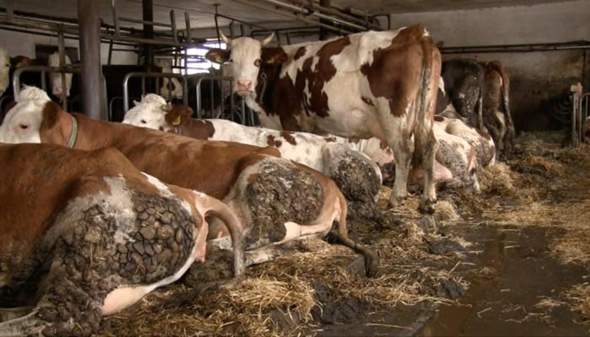 - (Fleisch, Fleischkonsum)