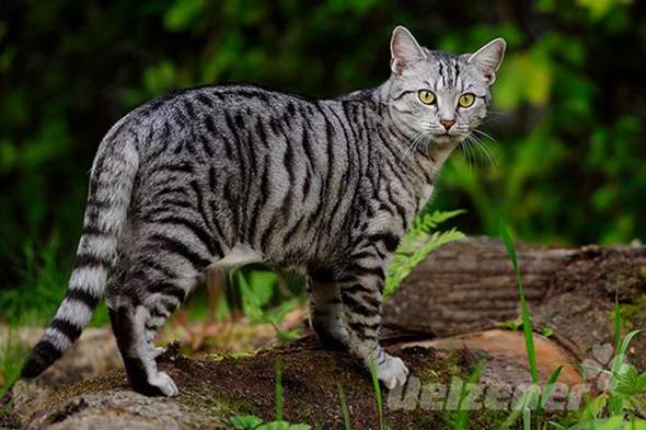 - (Name, Kater, Tiermedizin)