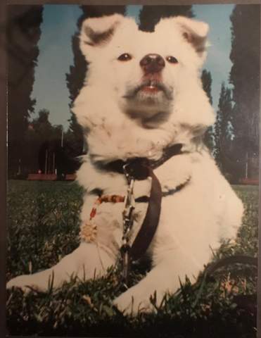 - (Tiere, Attraktivität)