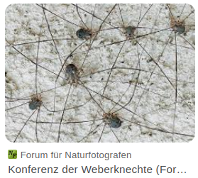 - (Figur, Beine)