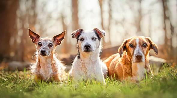 - (Tiere, Attraktivität)