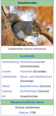 - (Biologie, Wildtiere, Eichhörnchen)