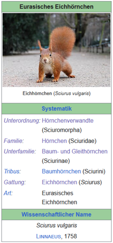 - (Biologie, Wildtiere, Eichhörnchen)