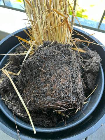 - (Gras, Pflanzenpflege, Botanik)