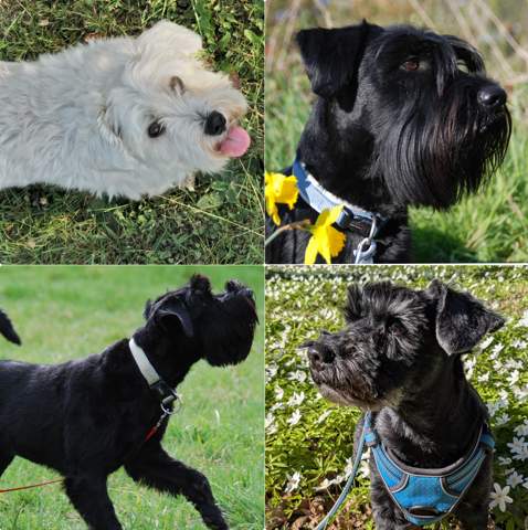 - (Hund, Katze, Pferd)