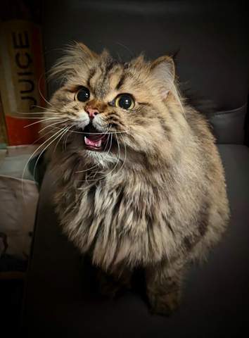 - (Hauskatze, Rasse, Katzenrasse)
