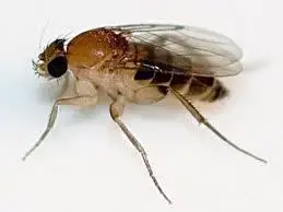 - (Insekten, Mücken, Fliege)