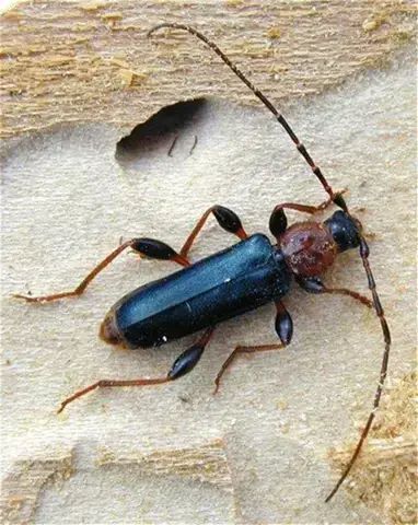 - (Insekten, Käfer, Insektenbestimmung)