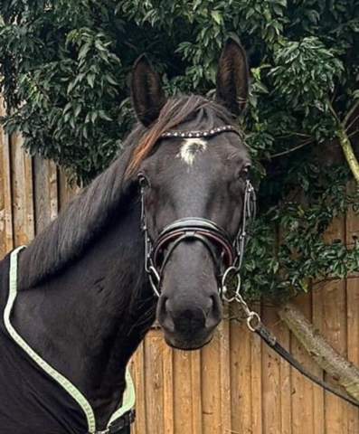 - (Reiten, Rasse, Pferdekauf)