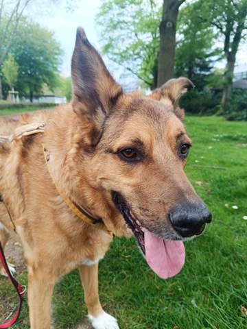 - (Gesundheit, Körper, Tiere)