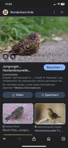 - (Biologie, Vogelart, Vogelkunde)