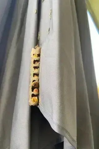 - (Insekten, Insektenbestimmung)
