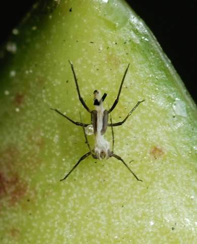 - (Insekten, Schädlinge, Ungeziefer)