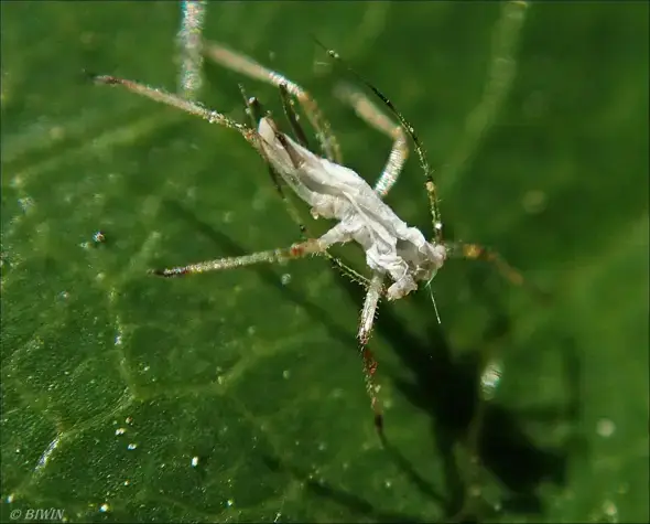 - (Insekten, Schädlinge, Ungeziefer)