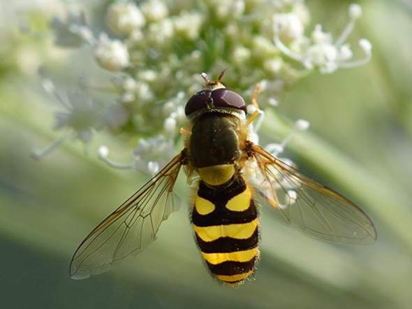 - (Insekten, Bienen, Wespen)