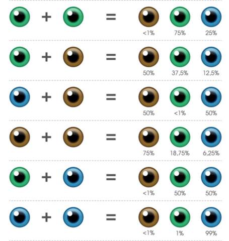- (Augen, Genetik, Augenfarbe)