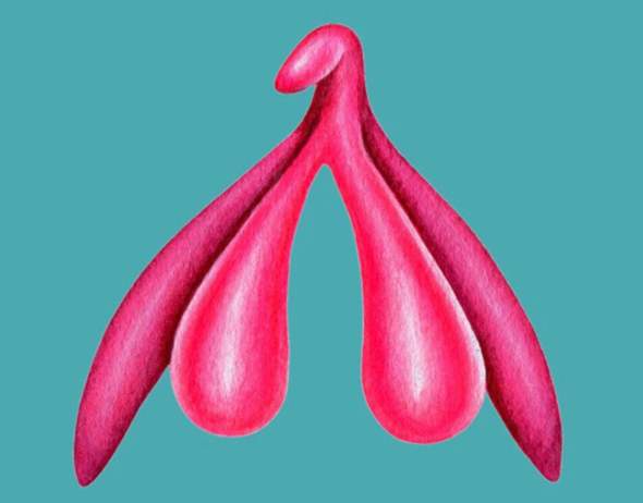 - (Körper, Arzt, Penis)