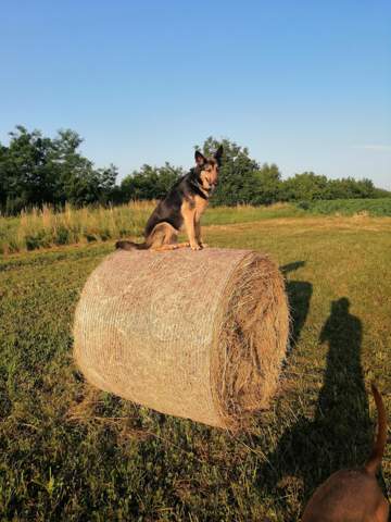 - (Hund, Hundehaltung, Spitzname)