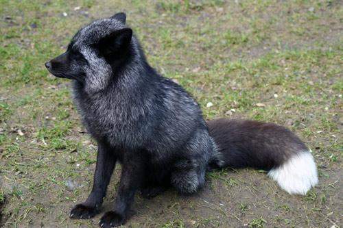 - (Biologie, Hund, Katze)