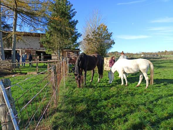 - (Reiten, Tierschutz, Stall)