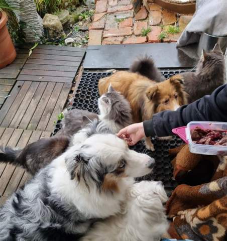 - (Tiere, Intelligenz, Katzenhaltung)