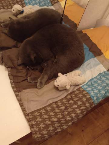 - (Hund, Katze, Kaninchen)