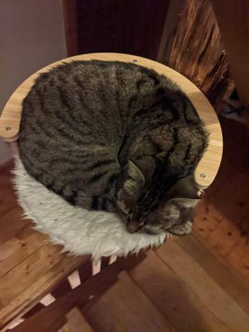 - (Hund, Katze, Kaninchen)