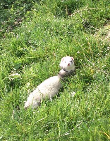 - (Hund, Katze, Lieblingstier)