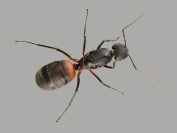 - (Insekten, Ameisen, ameisenart)