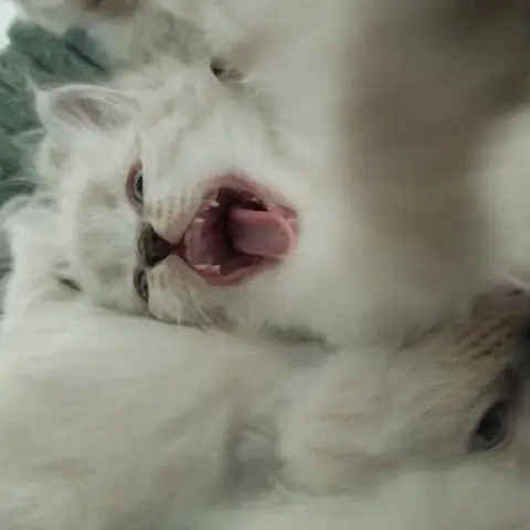 - (Zähne, Kater, Katzenjunges)