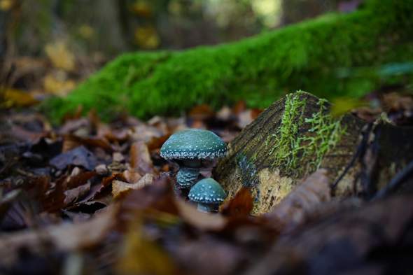 Bild zum Beitrag