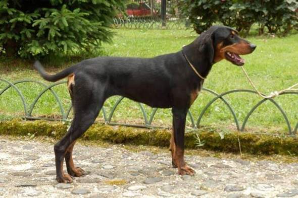 - (Hund, Genetik)