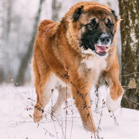 - (Hund, Genetik)