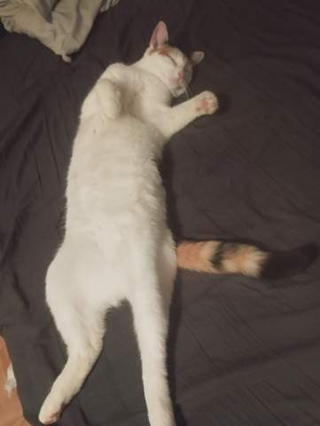 - (Hund, Katze, Pferd)