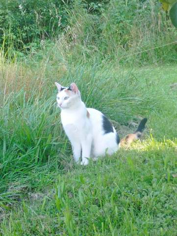 - (Hund, Katze, Pferd)