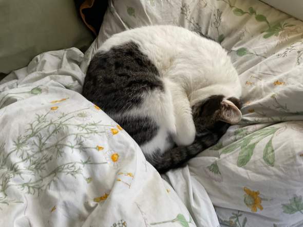 - (Hund, Katze, Pferd)
