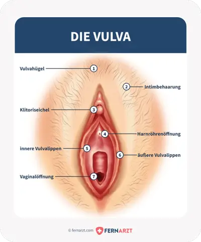 - (Vagina, Klitoris)